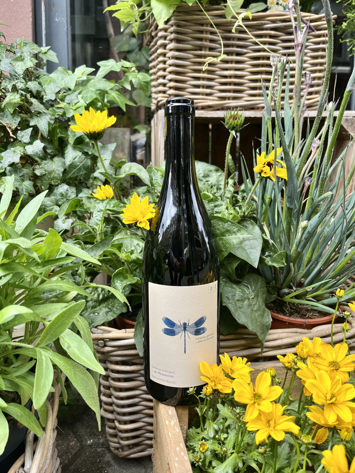 2023 Andreas Tscheppe Blaue Libelle Sauvignon Blanc trocken 2023 Andreas Tscheppe Blaue Libelle Sauvignon Blanc trocken